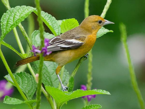 <h3><a href="/trips/costa-rica/biota/animalia/chordata/aves/040 passeriformes/124 icteridae/icterus galbula/icterus galbula-nl.html">Icterus&nbsp;galbula</a> / Baltimore&nbsp;oriole / Baltimoretroepiaal</h3>OM-1 met OLYMPUS M.150-400mm F4.5 TC, 1/1250 sec  bij F5.6, ISO 10000